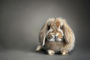 Holanda lop coelho, fofo pelagem, fofa expressão. foto