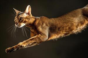 uma lustroso e ágil abissínio gato saltando graciosamente através a ar, Está pele cintilante com dourado luzes foto