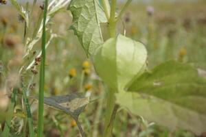 uma verde plantar com uma amarelo flor dentro a meio do uma campo foto