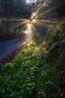 Sol raios pausa a névoa em uma montanha estrada dentro Courel foto