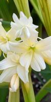 mexicano tuberosa flor foto