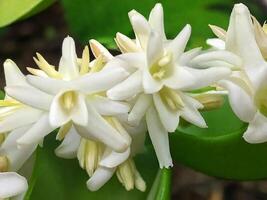 mexicano tuberosa flor foto