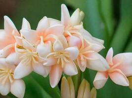 mexicano tuberosa flor foto