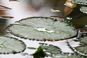 Amazonas chuva floresta água lilly. lótus folhas flutuação em água foto