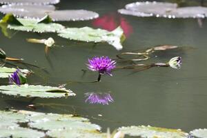 roxa nenúfar dentro flor flutuando em a lago foto