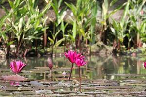 fechar acima Visão do casal do Rosa nenúfar dentro flor flutuando em a lago foto