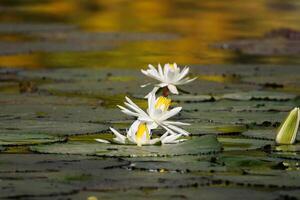 fechar acima Visão do casal do branco nenúfar dentro flor flutuando em a lago foto