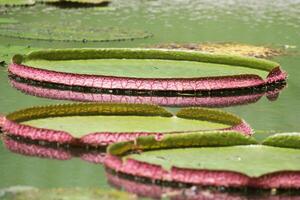 Amazonas chuva floresta água lilly. lótus folhas flutuação em água foto