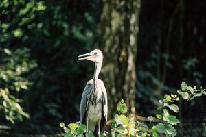 uma garça carrinhos alta entre a vegetação, Está cinzento plumagem Misturando com a selvagem meio Ambiente foto