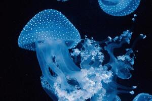 enxame do visto azul medusa, seus tentáculos Seguindo, deriva dentro a sereno, Sombrio oceano profundidades foto