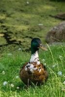 pato-real Pato em gramíneo campo foto