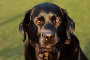 retrato do uma cachorro. Preto labrador retriever com Castanho olhos em uma fundo do verde grama. foto