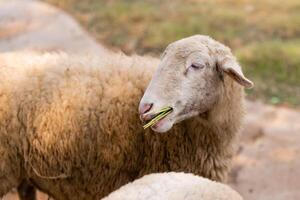 ovelha pastar pacificamente dentro uma exuberante verde campo. foto