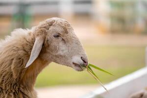 fechar-se retrato do uma fofa pequeno ovelha comendo Relva dentro uma verde campo Fazenda. foto