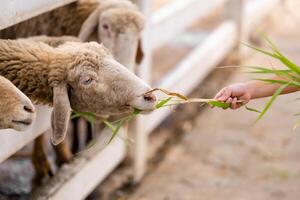 ovelha pastar pacificamente dentro uma exuberante campo cercado de a beleza do natureza. uma criança mão feeds a fresco Relva para a cordeiros para comer com gosto. foto