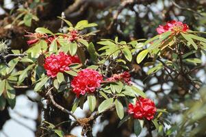 rododendro subgênero himenantes. foto