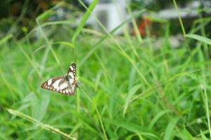 borboleta zizeria knysna, fechar acima detalhe do borboleta, isolado borboleta, branco borboleta empoleirado acima a flor foto