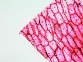 micrografia de epiderme de cebola foto