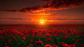 lindo campo do vermelho papoilas dentro pôr do sol luz foto