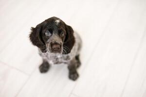 russo spaniel cachorro isolado em branco de madeira chão foto