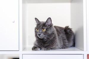 uma esfumaçado cinzento e muito fofo gato senta em uma estante entre livros e parece por aí curiosamente foto