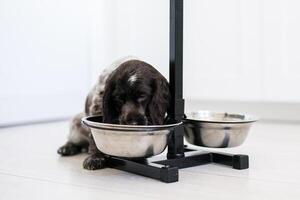 jovem springer spaniel cachorro jogando com brinquedo em uma chão às casa foto