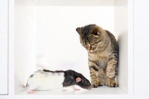 uma escocês orelhas caídas gatinho senta em uma ampla branco prateleira com rato , olhando Fora para alguma coisa foto