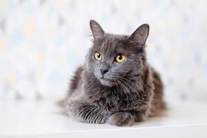 uma cinzento esfumaçado maine coon gato com amarelo olhos deitado em uma branco fundo foto