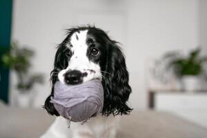 alegre spaniel cachorro descobre de lã bolas no meio acolhedor roupa de cama foto