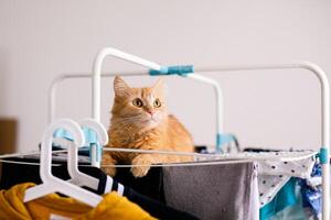 uma vermelho peludo gato mentiras em uma roupas secador com limpar \ limpo roupas. gatinho jogando, Caçando, encarando atentamente foto