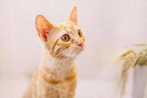ampla retrato do uma vermelho cabelos gatinho com grande amarelo olhos, Rosa nariz, e enorme orelhas foto