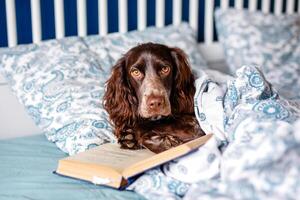 Castanho spaniel deitado debaixo uma caloroso cobertor em a cama segurando uma livro foto