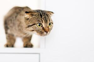 uma escocês orelhas caídas gatinho senta em ampla branco prateleira, olhando Fora para alguma coisa com predatório olhos foto