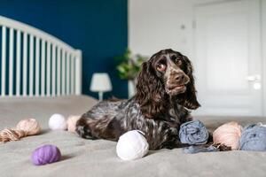 cachorro russo Castanho spaniel deitado em a cama e jogando com bolas do colorida de lã tópicos foto