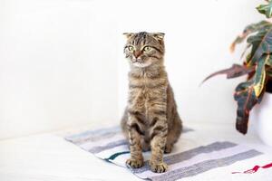 uma escocês orelhas caídas gato gatinho tocam, saltos em diferente superfícies e tem Diversão foto