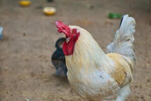 branco frango com vermelho pentear, Fazenda animal em uma Fazenda. penas e bico, retrato foto