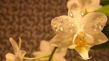 orquídea com gotas de orvalho em a pétalas. orquídea haste com flores contra uma fundo foto