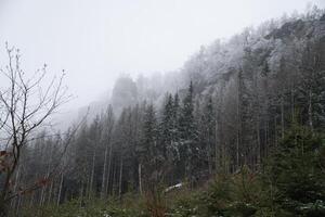 Visão do a mais grosseiro Zschirnstein com coberto de neve árvores e dentro a névoa, em a cume foto