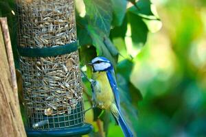 azul tit alimentando às uma alimentador. pássaro espécies tentilhão. colorida pássaro a partir de a animal mundo foto