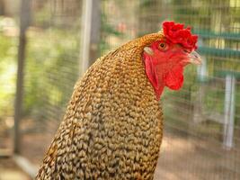 Castanho frango com vermelho pentear. Fazenda animal em uma Fazenda. penas e bico, retrato foto