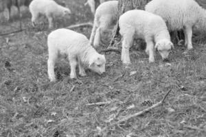 Páscoa cordeiros em uma verde Prado dentro Preto e branco. branco lã em uma Fazenda animal foto