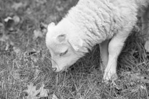 Páscoa Cordeiro comendo em uma verde Prado dentro Preto e branco. branco lã em Fazenda animal foto