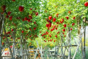 jardineiro conceito do fruta do a maçã Pomar foto