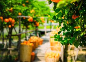 laranjas fresco dentro mandarim laranja plantação foto