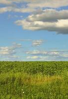 uma paisagem rural com um campo verde de girassóis tardios sob um céu azul nublado foto