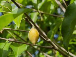 fechar acima espanhol cereja plantar. foto