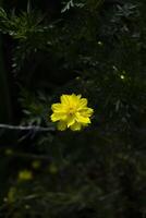 flor amarela do cosmos. foto