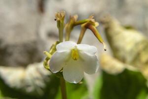 selvagem flores em calcário montanhas foto