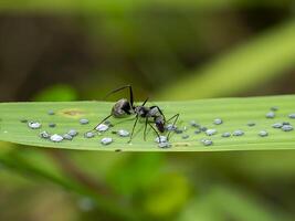 formiga estão carinhoso para a larvas do pulgões. foto