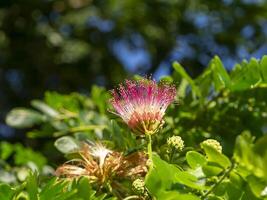 fechar acima do samanea saman plantar. foto